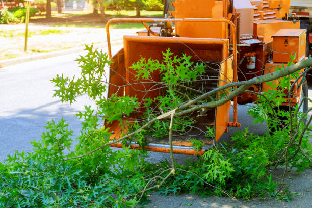 How Our Tree Care Process Works  in  Feather Sound, FL