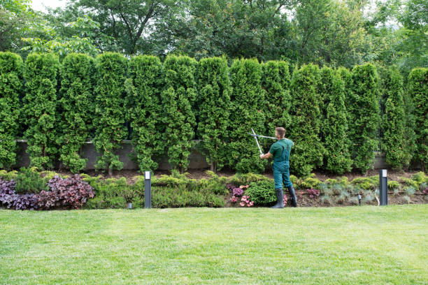 Feather Sound, FL Tree Services Company