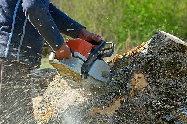 How Our Tree Care Process Works  in  Feather Sound, FL